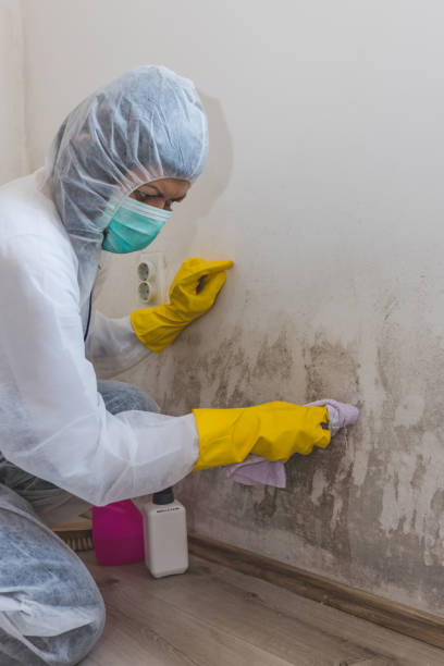 Best Commercial Mold Inspection  in Mill Bay, AK